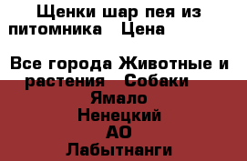 Щенки шар-пея из питомника › Цена ­ 15 000 - Все города Животные и растения » Собаки   . Ямало-Ненецкий АО,Лабытнанги г.